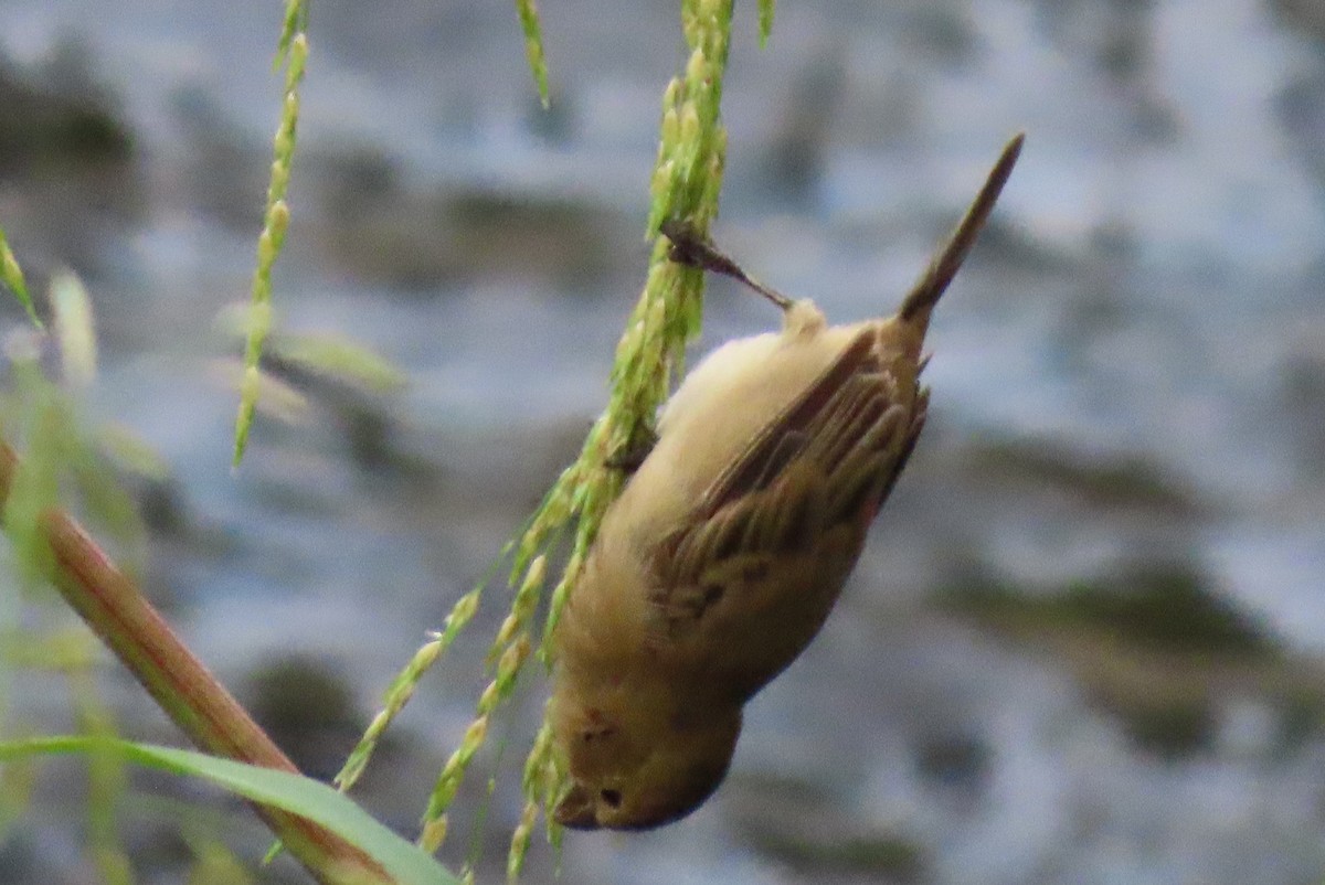 Ruddy-breasted Seedeater - ML647100252