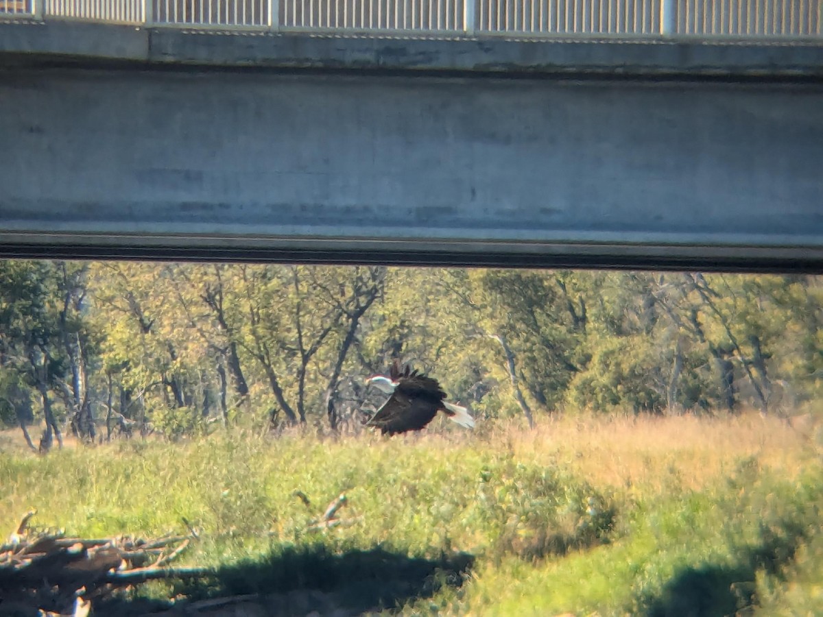 Weißkopf-Seeadler - ML647100253