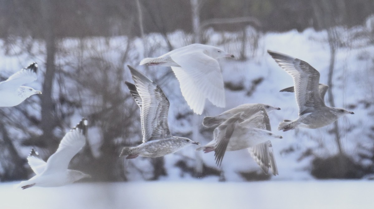 Gavión Hiperbóreo - ML647100254