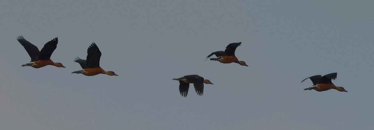 Fulvous Whistling-Duck - ML647100264