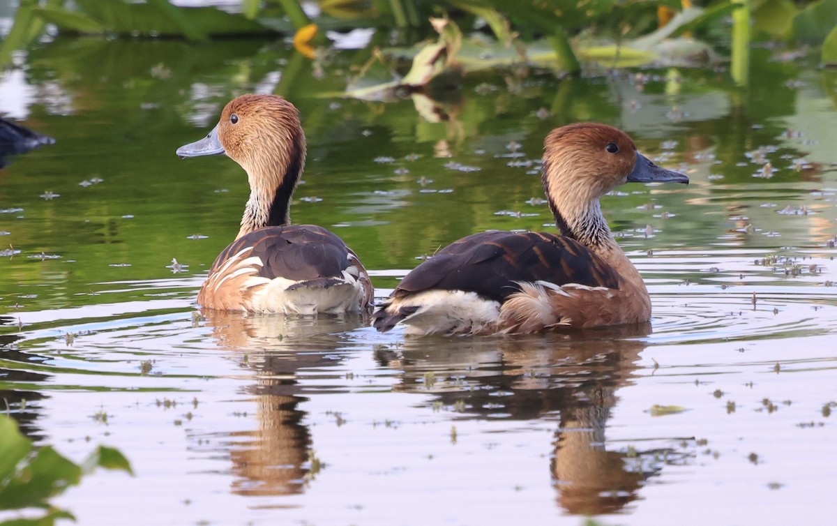 Fulvous Whistling-Duck - ML647100265