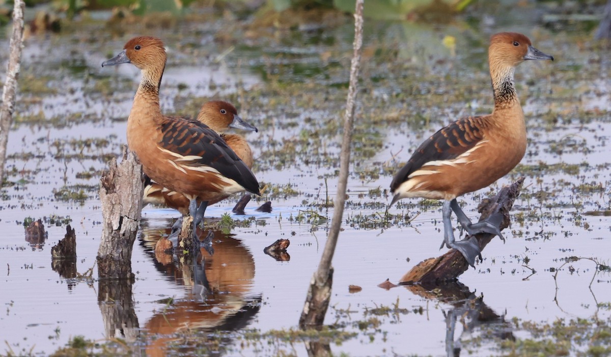 Fulvous Whistling-Duck - ML647100266
