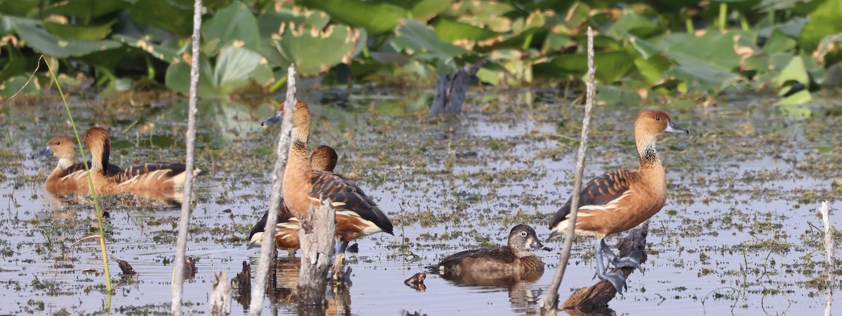 Fulvous Whistling-Duck - ML647100267