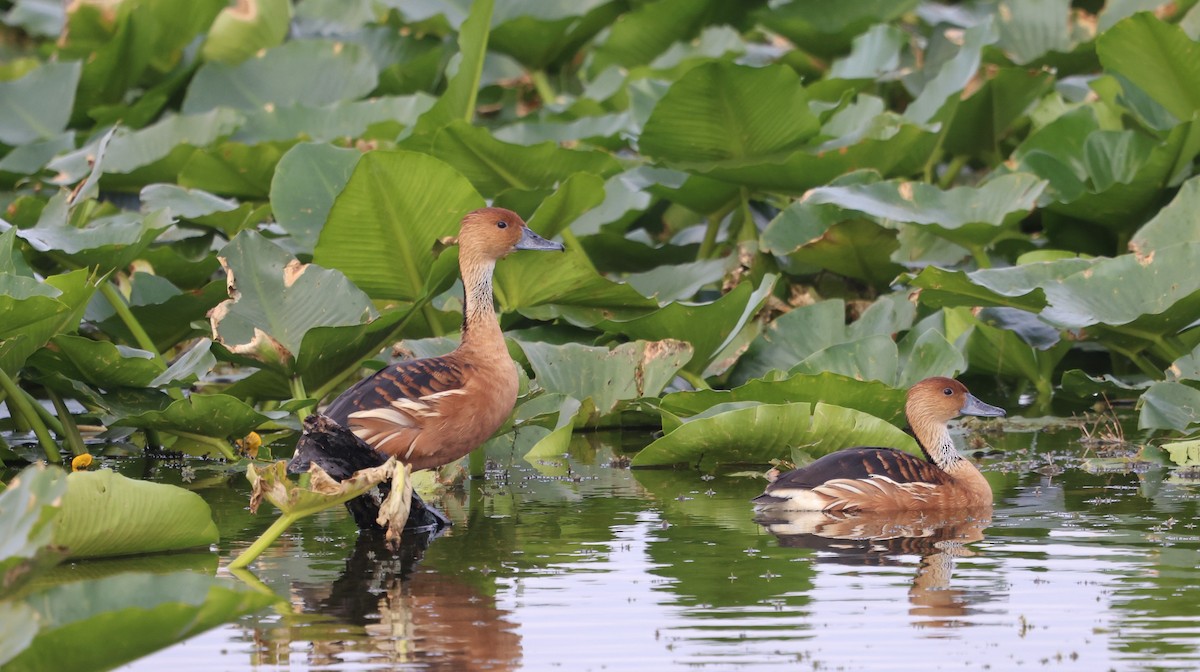 Fulvous Whistling-Duck - ML647100269