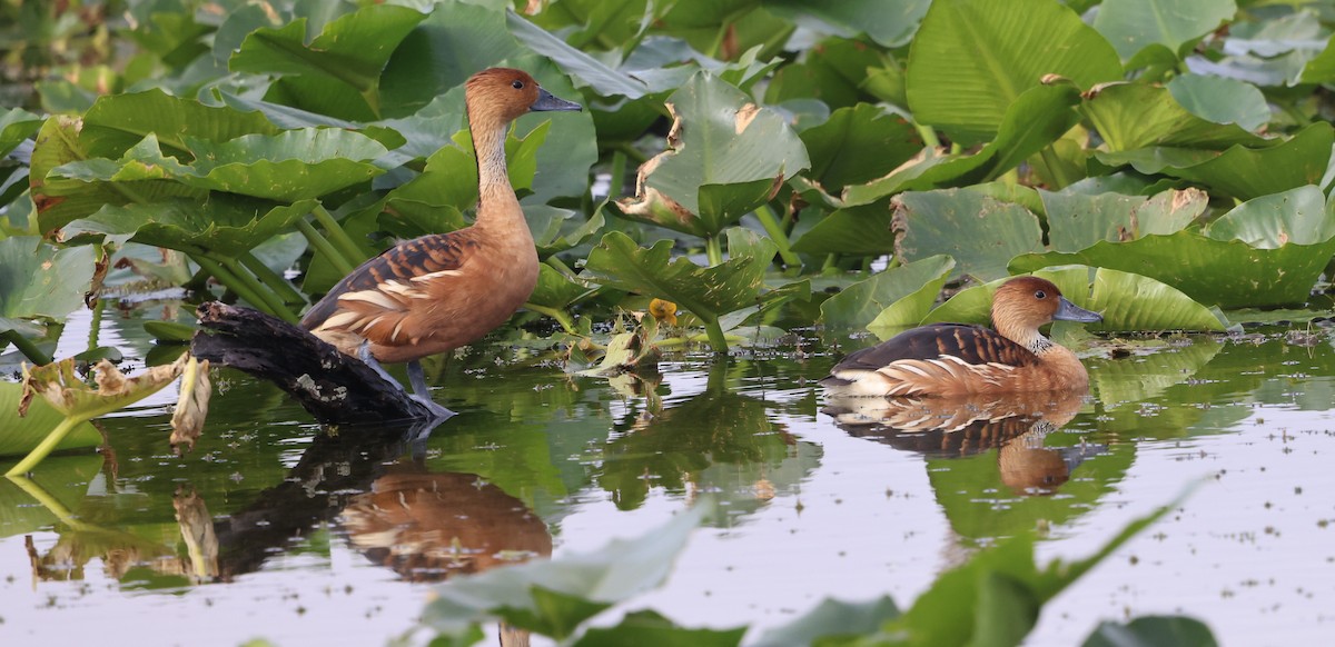 Fulvous Whistling-Duck - ML647100270