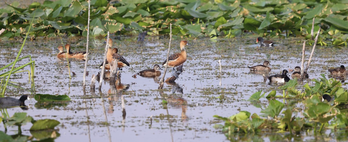 Fulvous Whistling-Duck - ML647100272