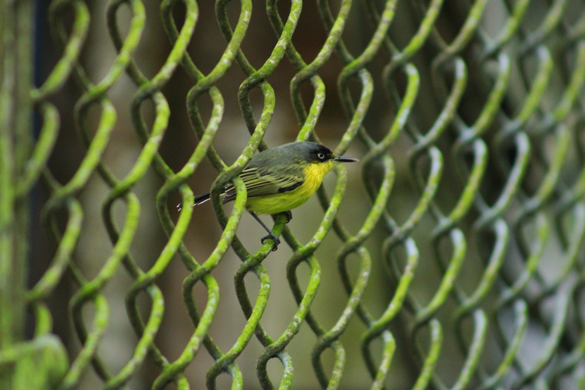 Common Tody-Flycatcher - ML647100273