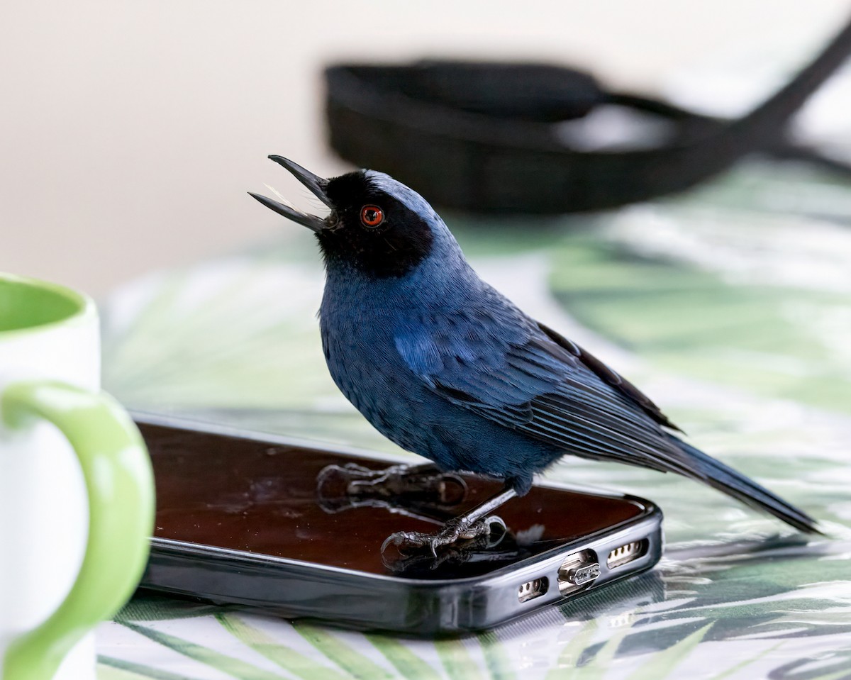 カオグロハナサシミツドリ - ML647100297