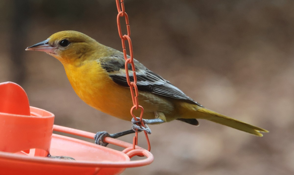 Baltimoretrupial - ML647100300