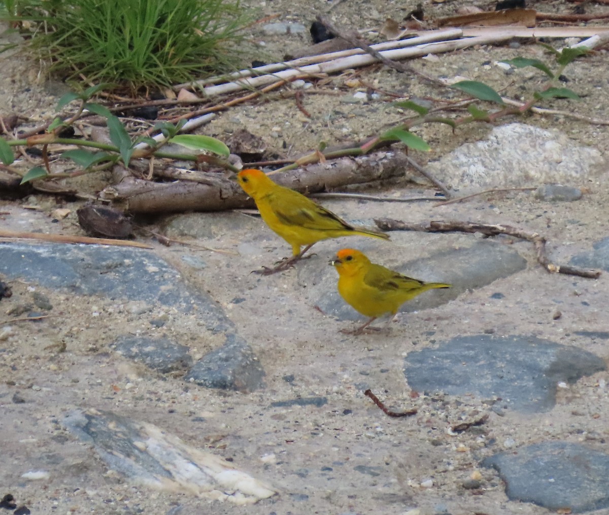Saffron Finch - ML647100307