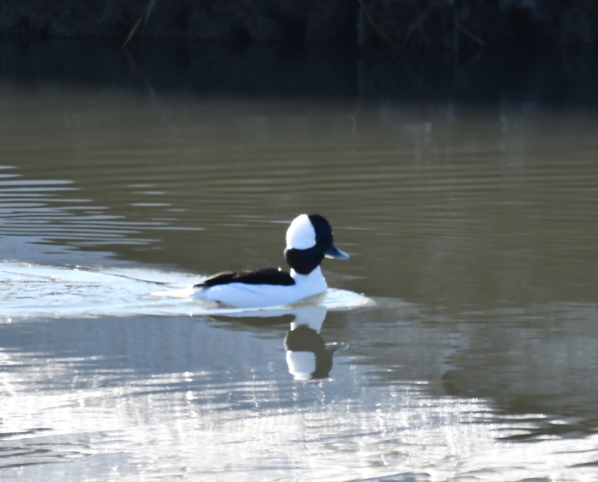 Bufflehead - ML647100312