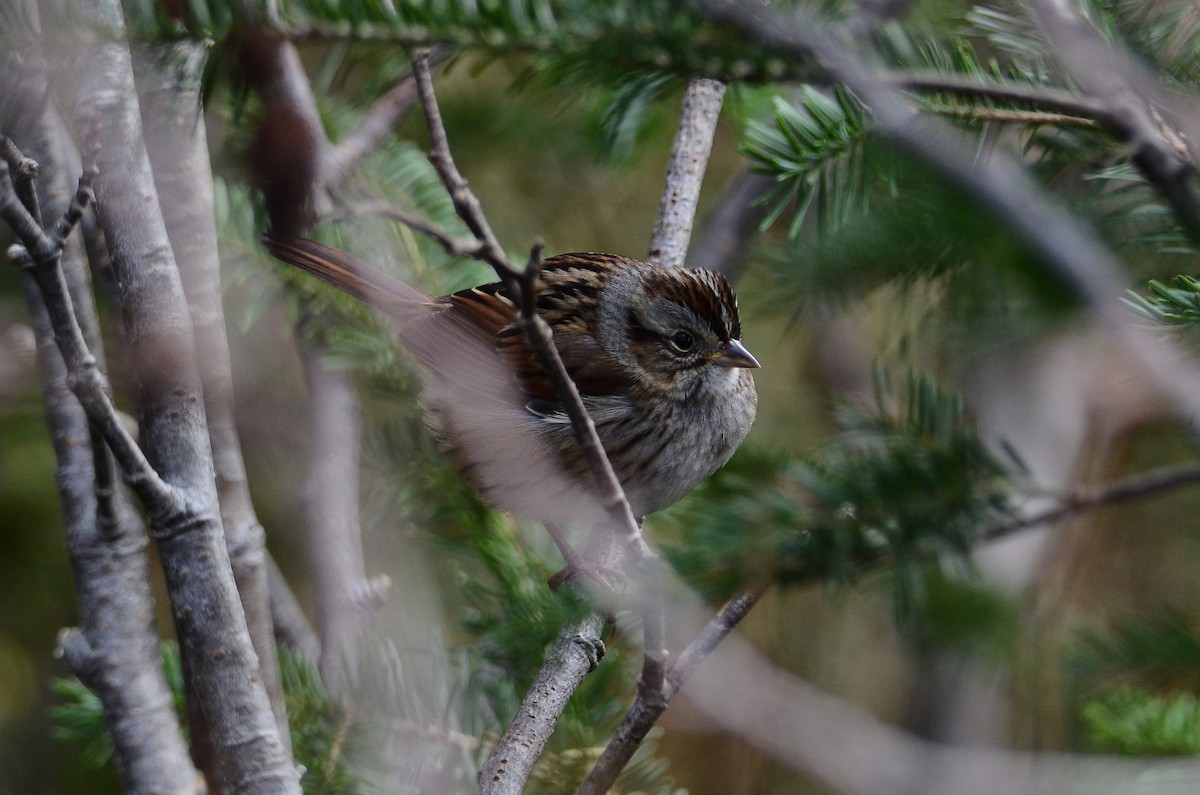 Sumpfammer - ML647100314