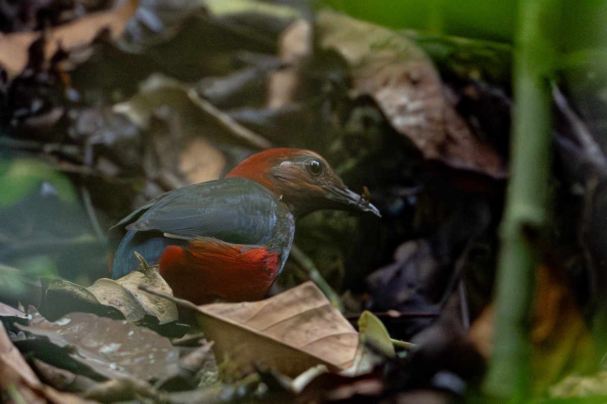 Papuan Pitta - ML647100316