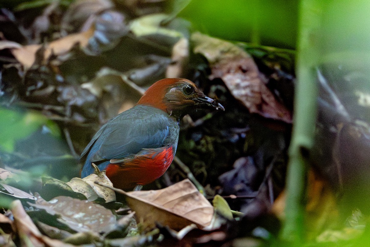 Papuan Pitta - ML647100318