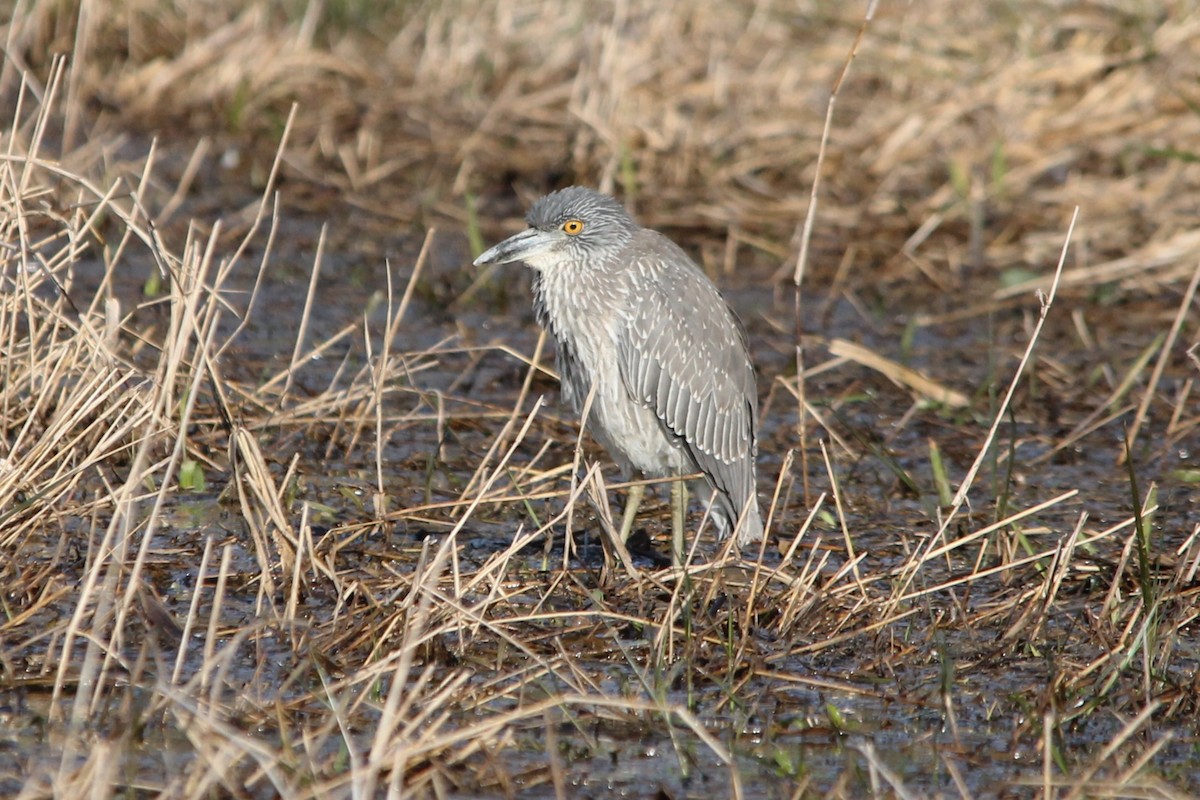 אנפת לילה צהובת-כיפה - ML647100319