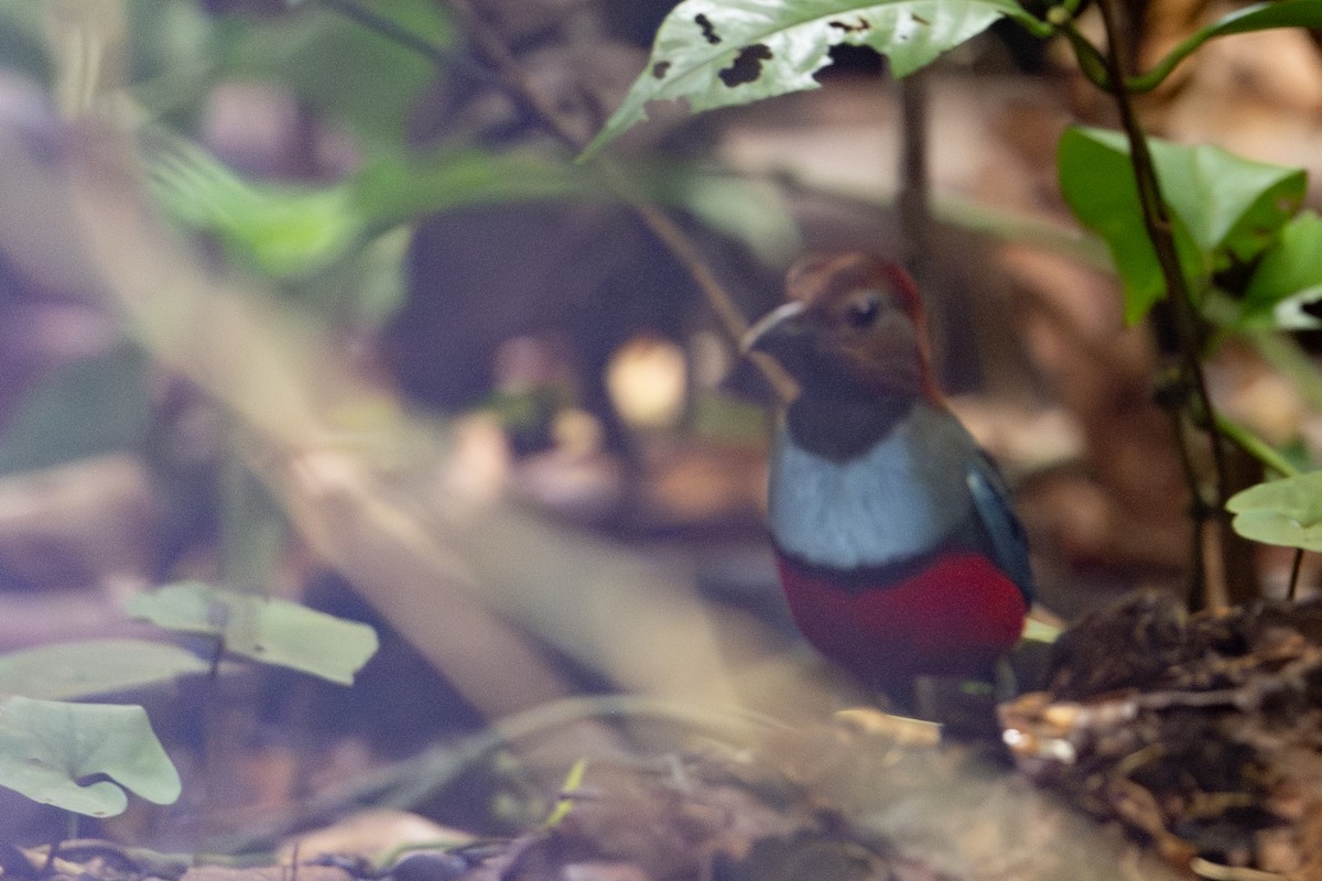 Papuan Pitta - ML647100323