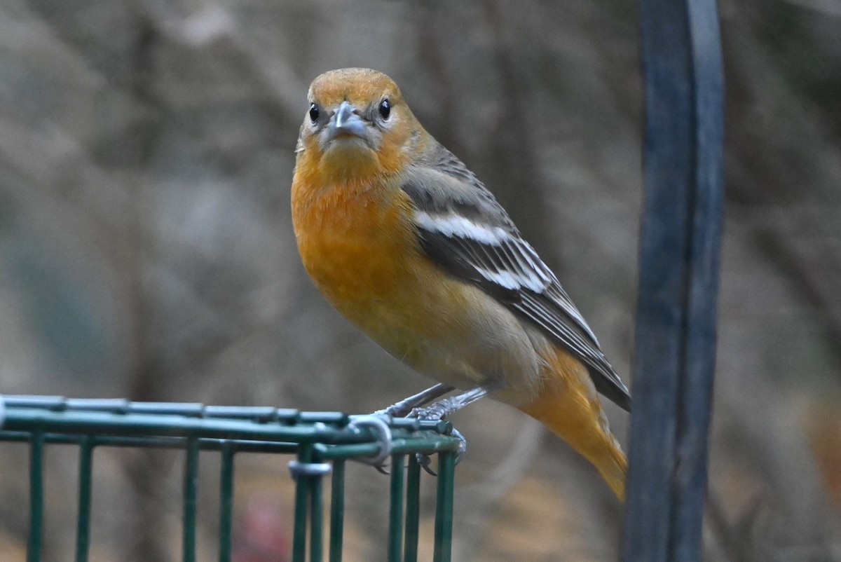 Baltimore Oriole - ML647100331
