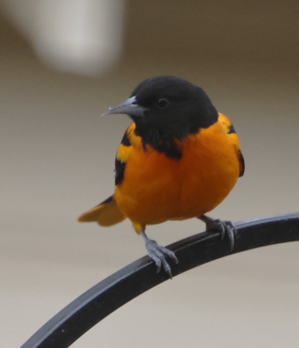 Baltimoretrupial - ML647100332