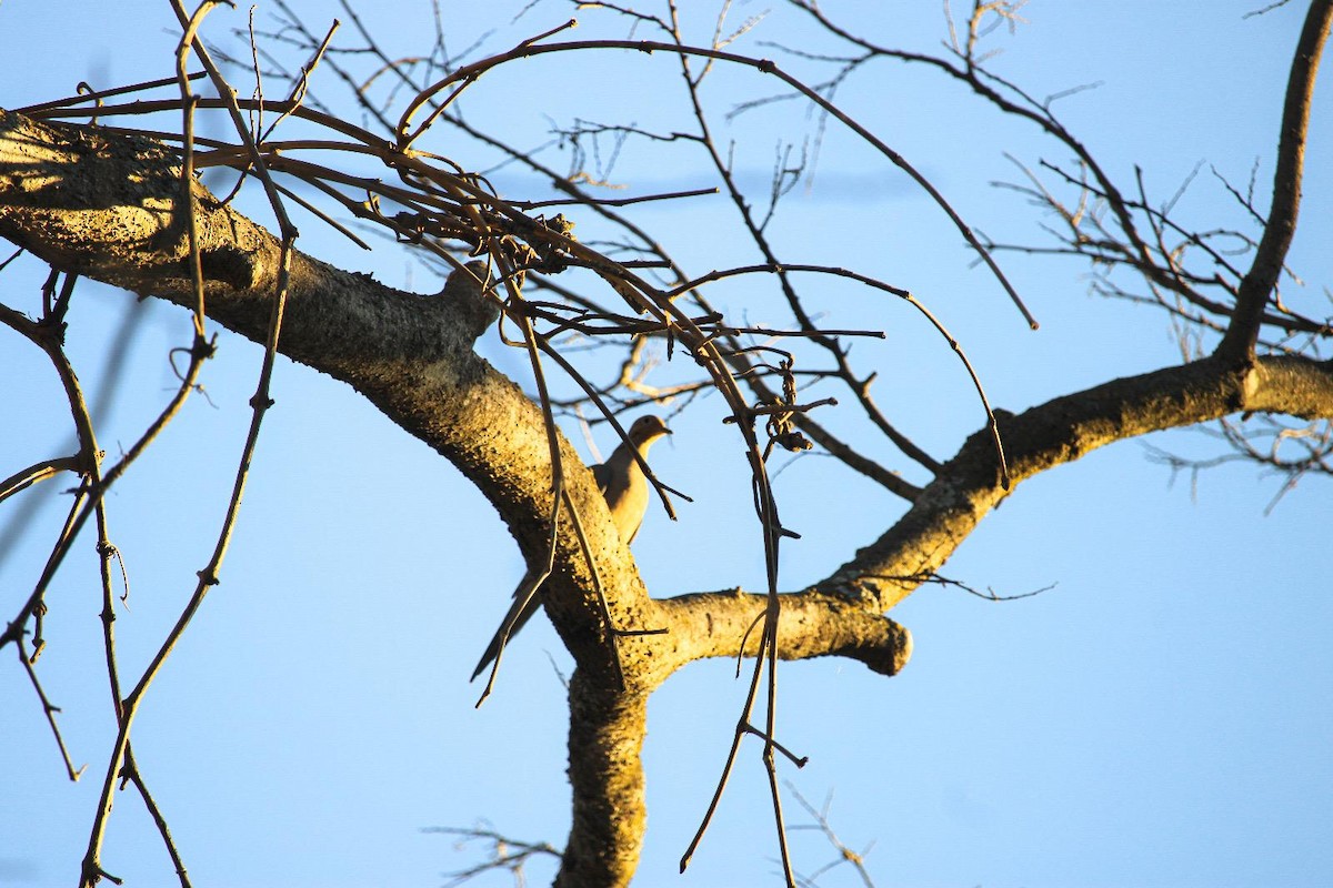 Mourning Dove - ML647100333