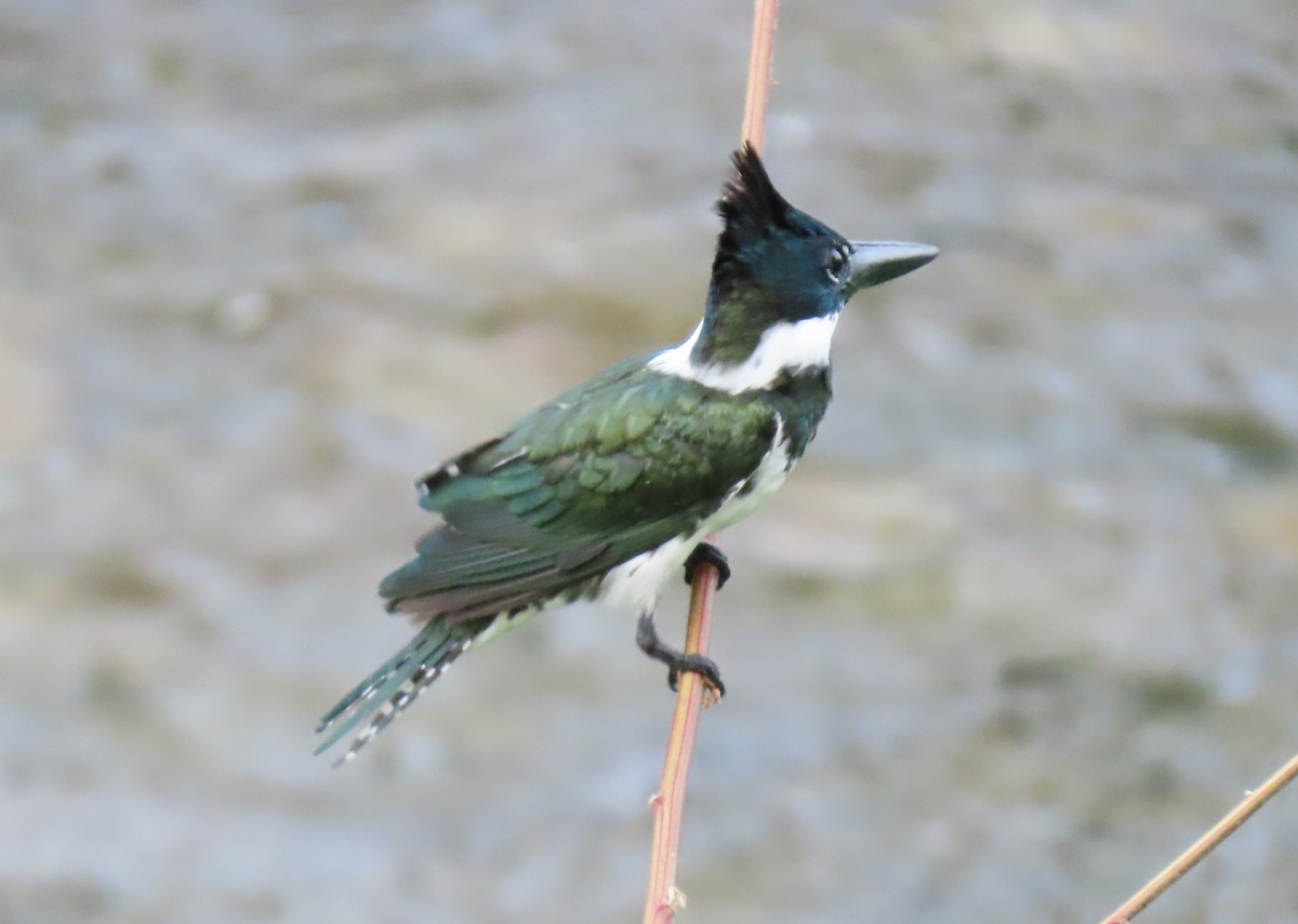 Amazon Kingfisher - ML647100334