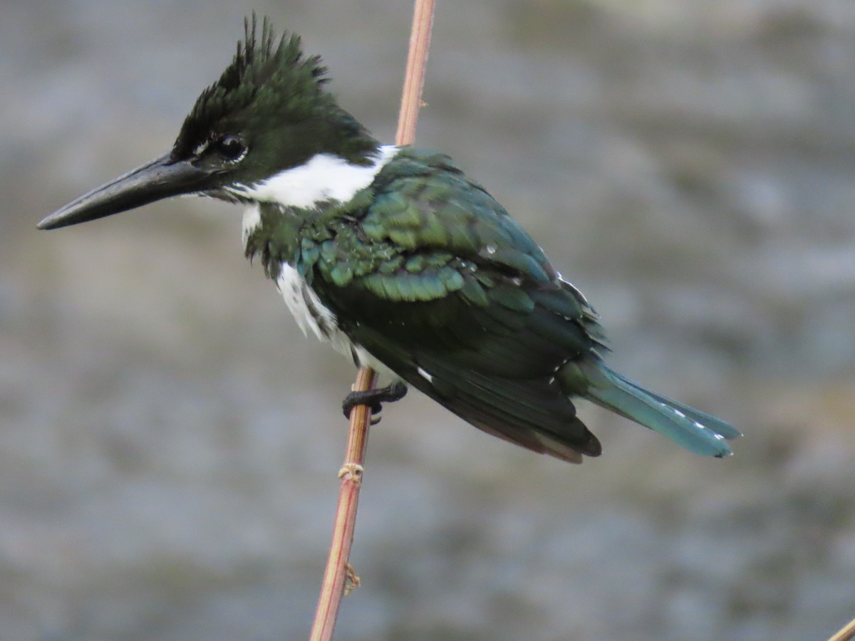 Amazon Kingfisher - ML647100336