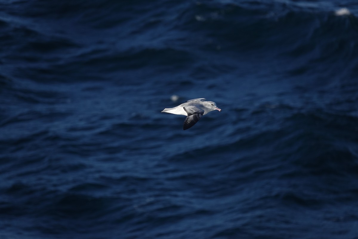 ギンフルマカモメ - ML647100337