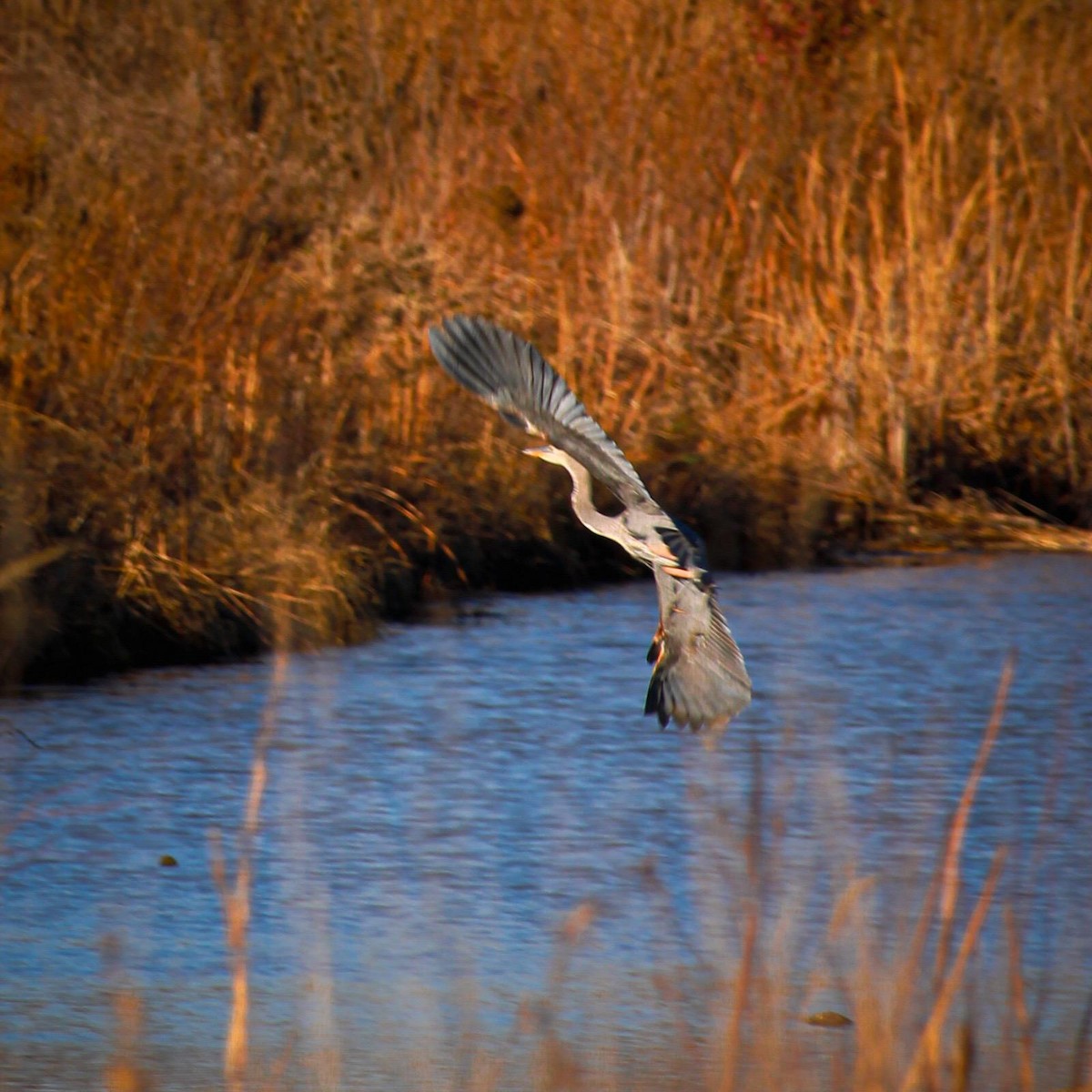 Great Blue Heron - ML647100344