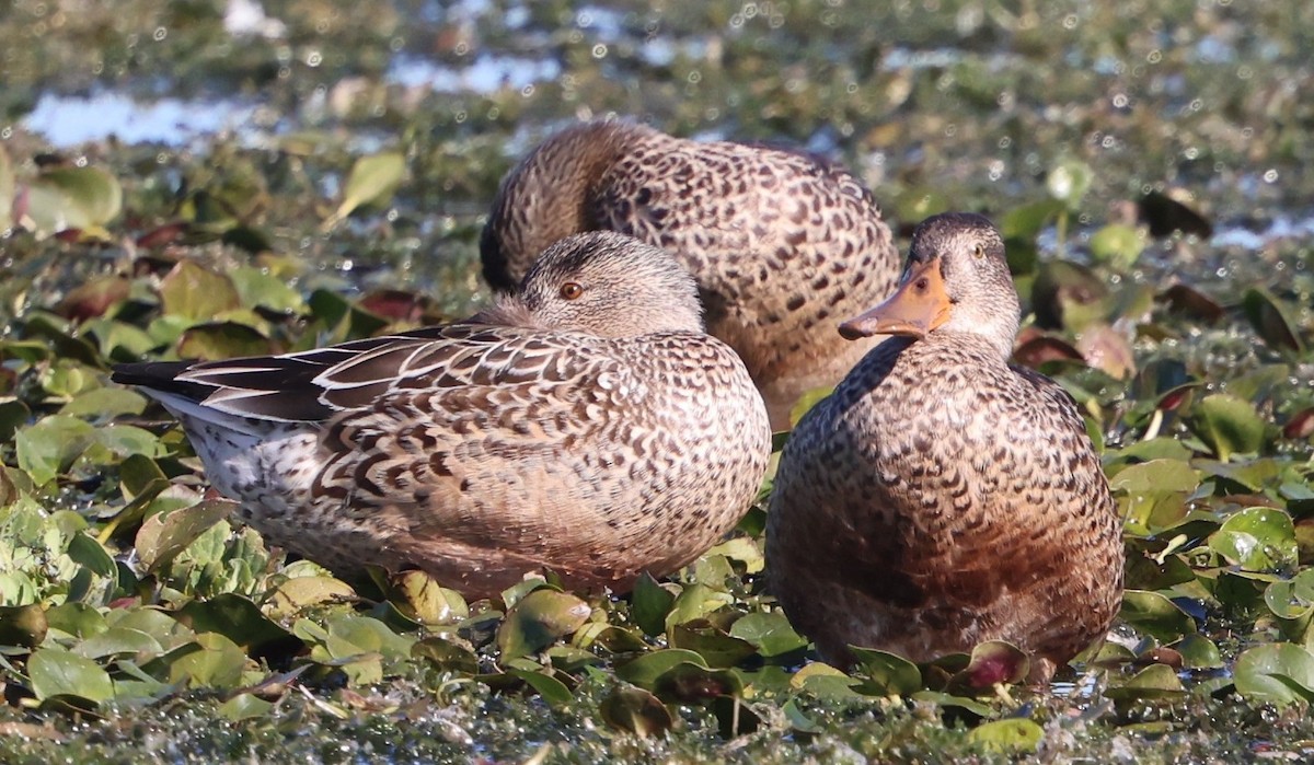 Mestolone - ML647100347