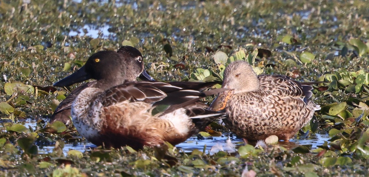 Mestolone - ML647100349