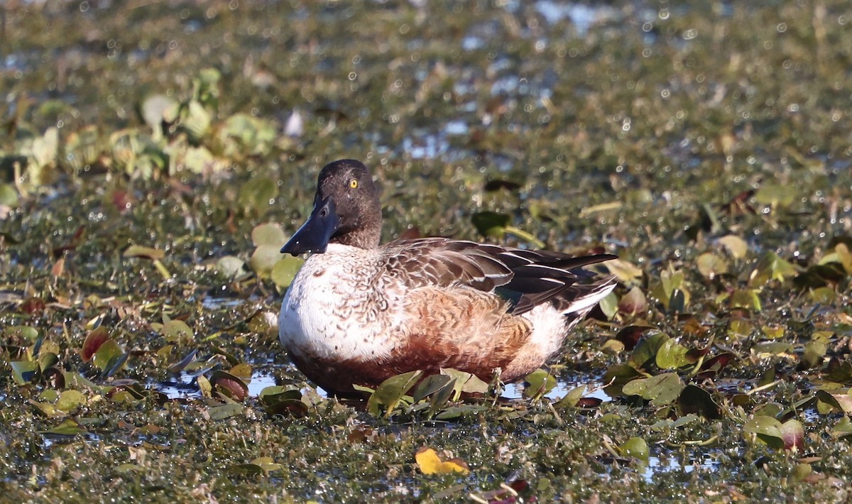 Mestolone - ML647100350