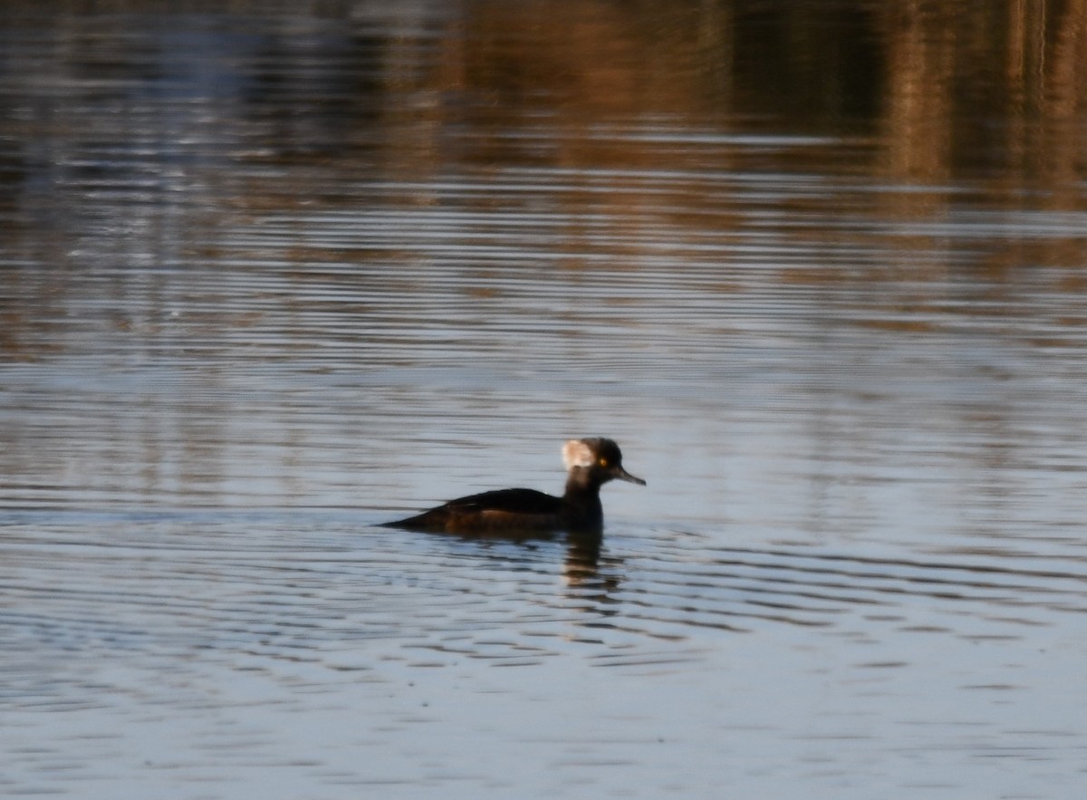 Hooded Merganser - ML647100356