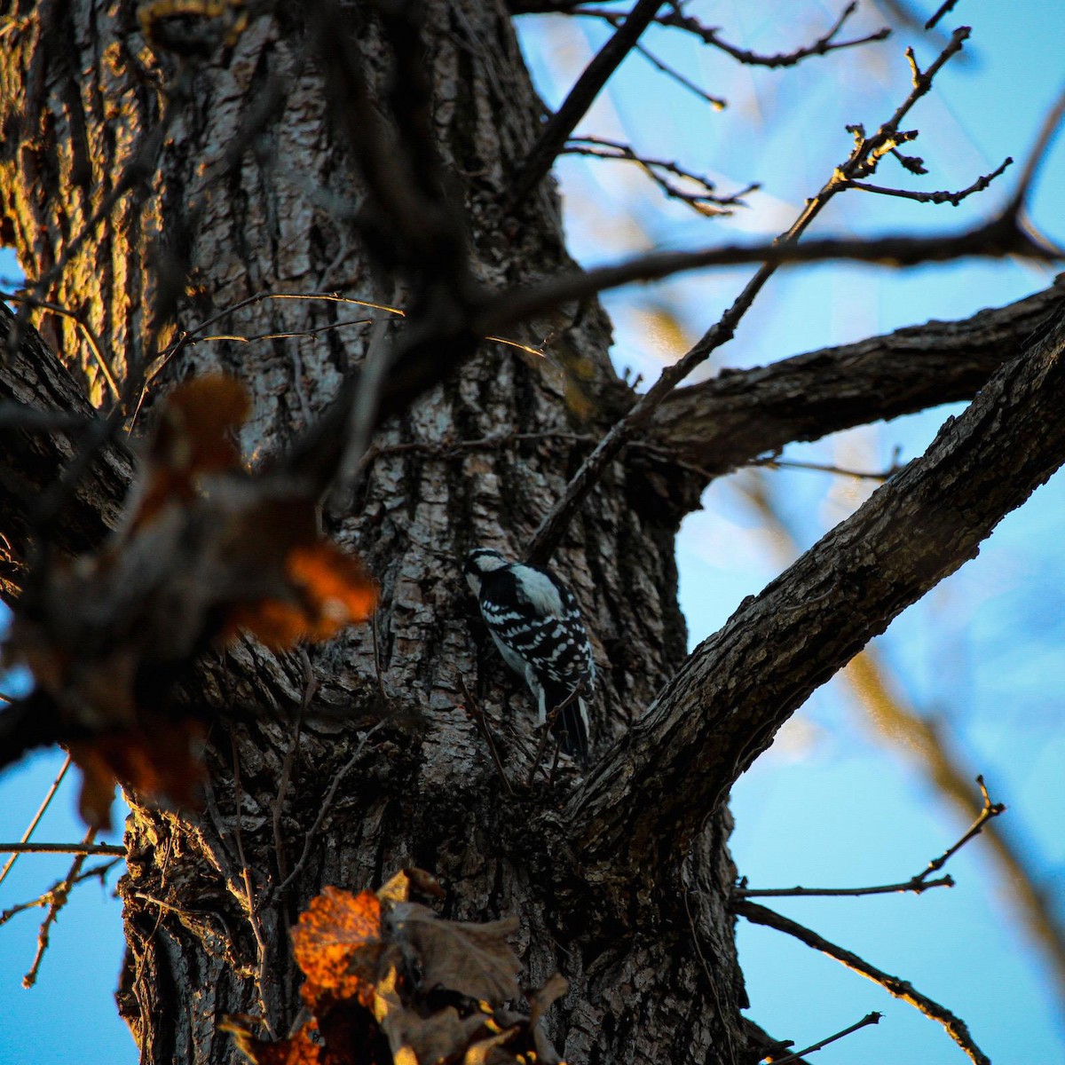 Downy Woodpecker - ML647100359
