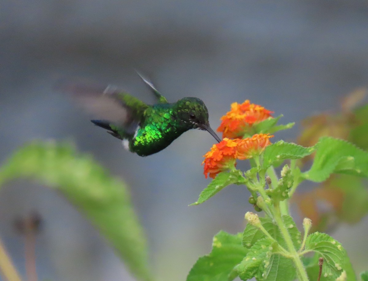 Blue-chinned Sapphire - ML647100361