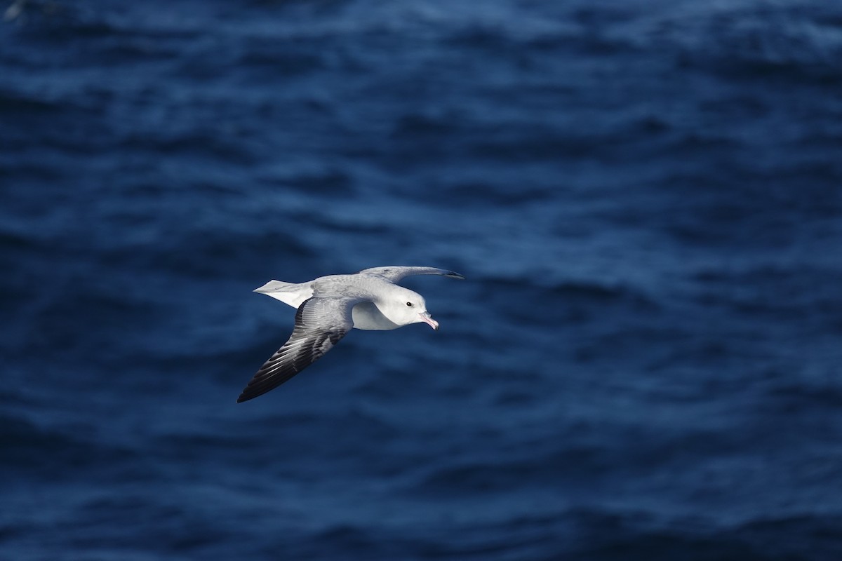 ギンフルマカモメ - ML647100363