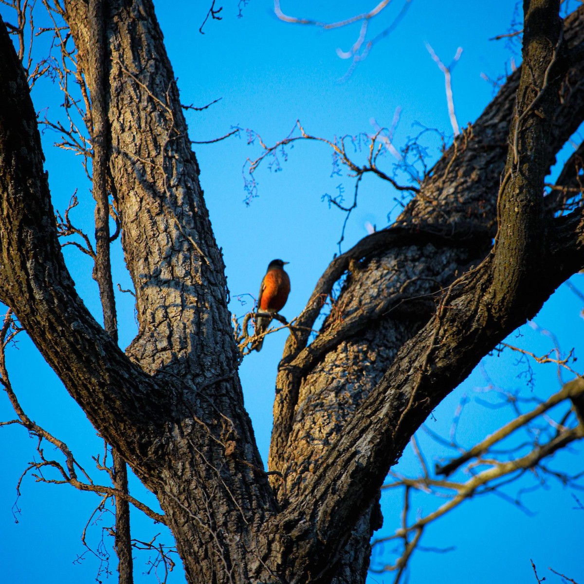 American Robin - ML647100364