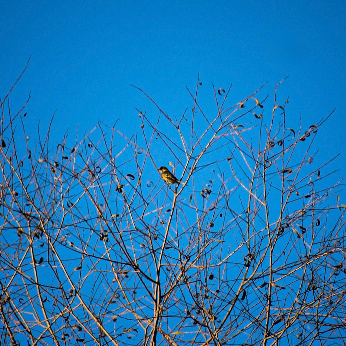 Western Meadowlark - ML647100375