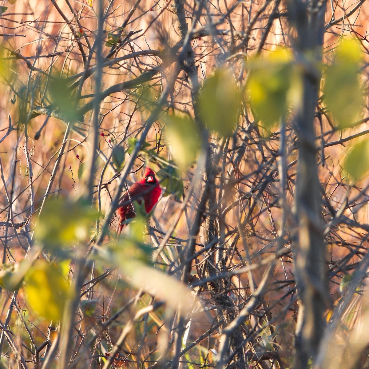 Northern Cardinal - ML647100390