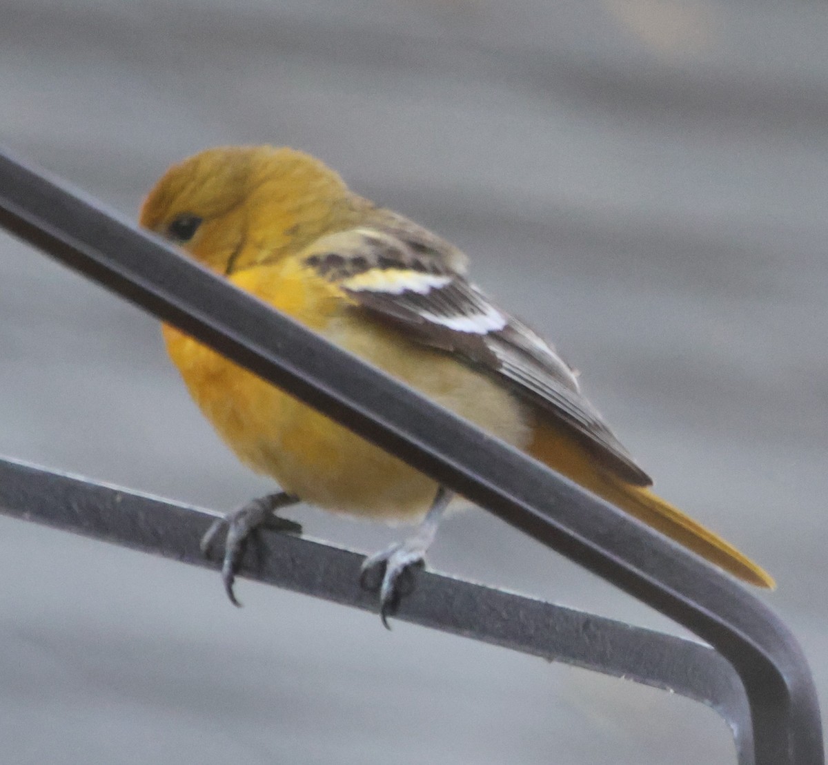 Baltimoretrupial - ML647100392