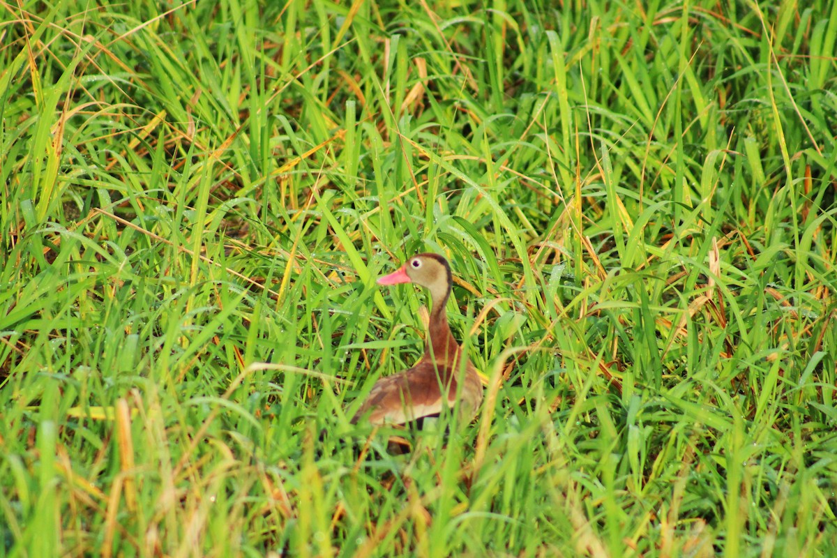 Black-bellied Whistling-Duck - ML647100393