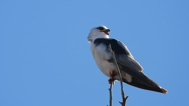 Black-shouldered Kite - ML647100396