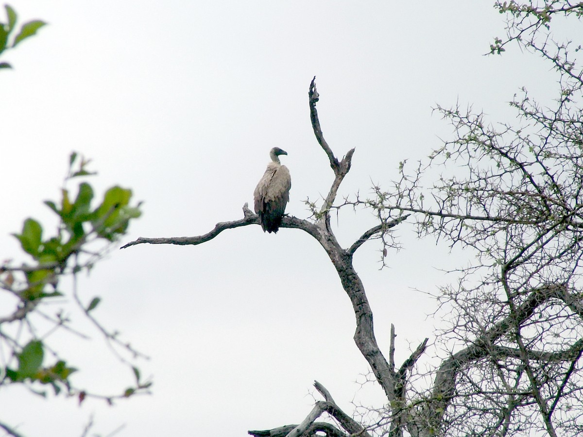 Buitre Dorsiblanco Africano - ML647100397