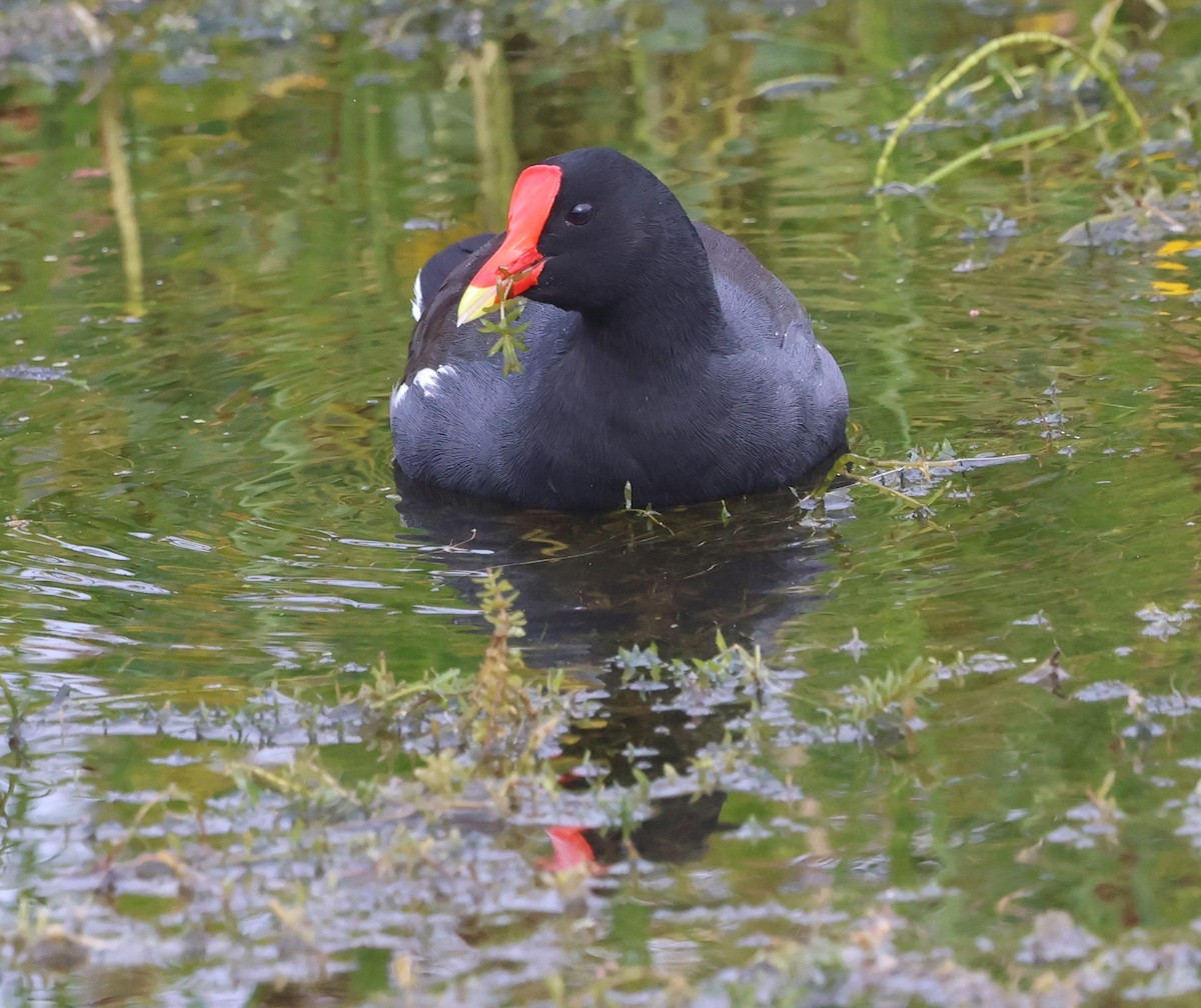 Курочка латиноамериканська - ML647100398