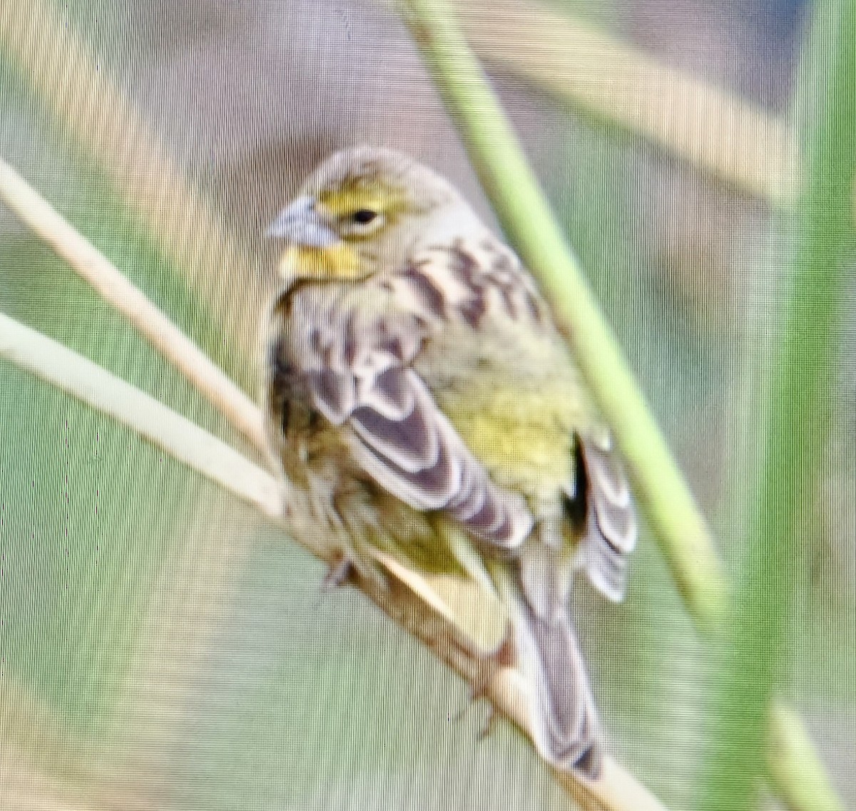 Kurzschnabel-Gilbtangare - ML647100400