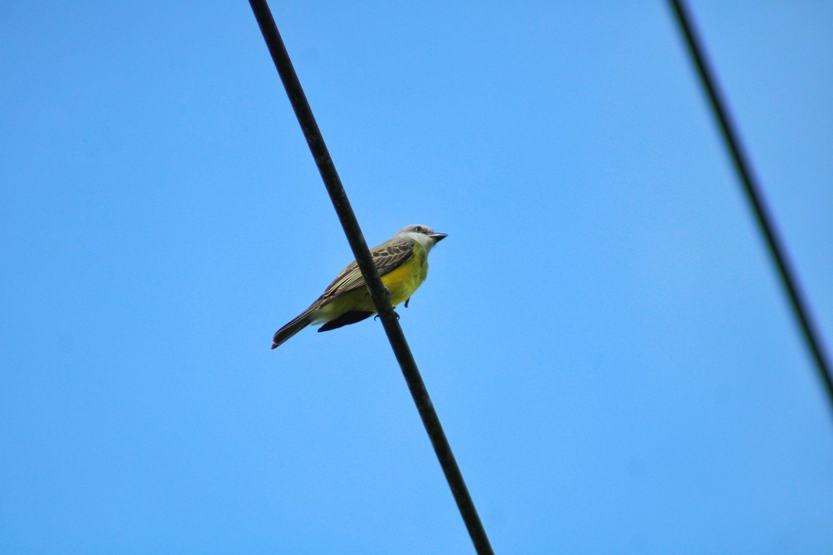 Tropical Kingbird - ML647100407