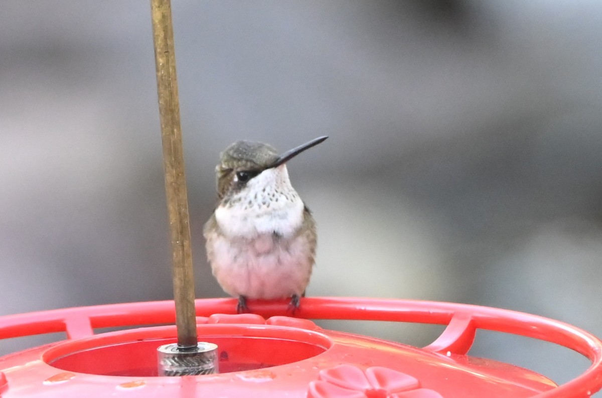 Ruby-throated Hummingbird - ML647100409