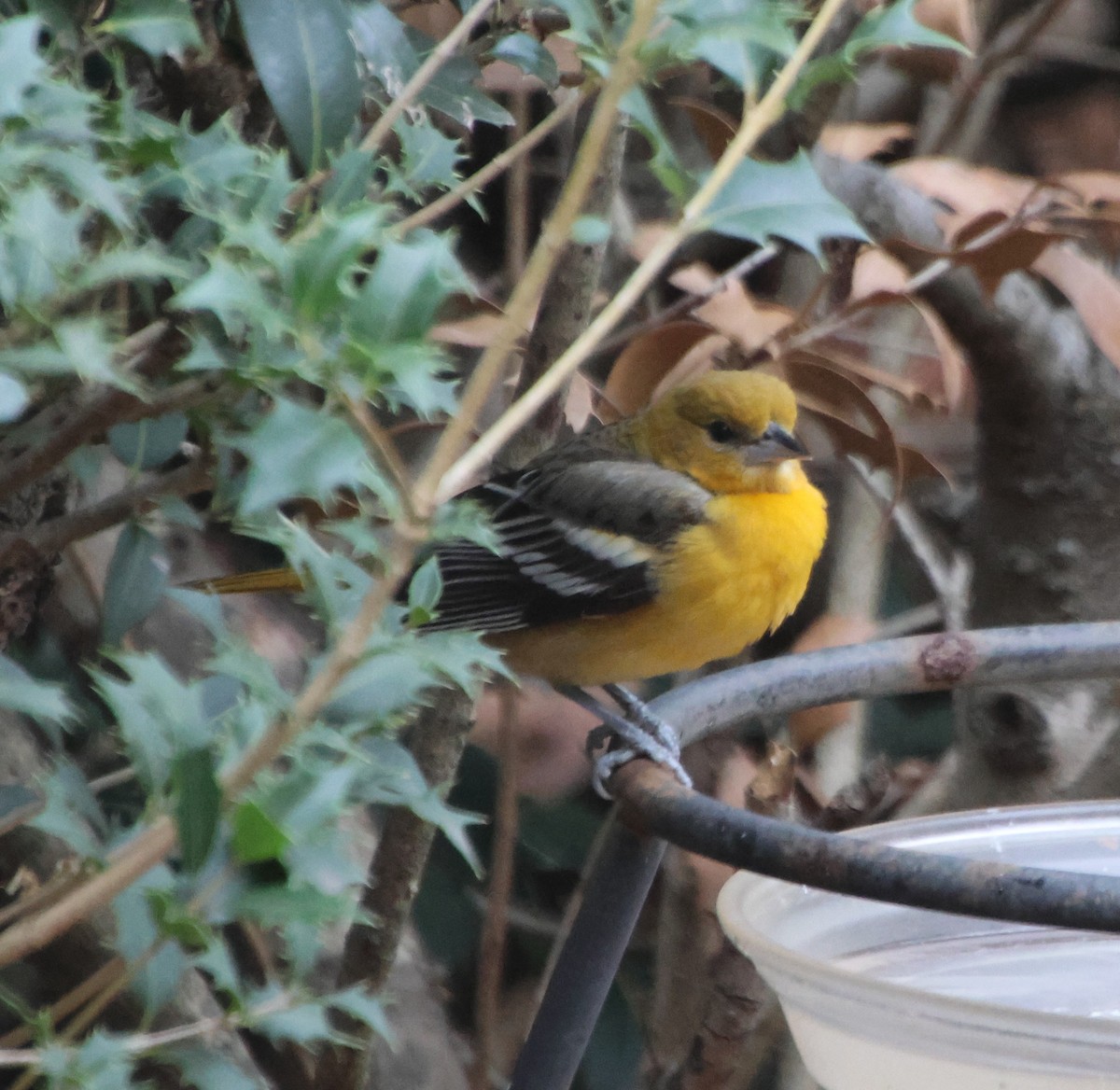 Baltimoretrupial - ML647100421