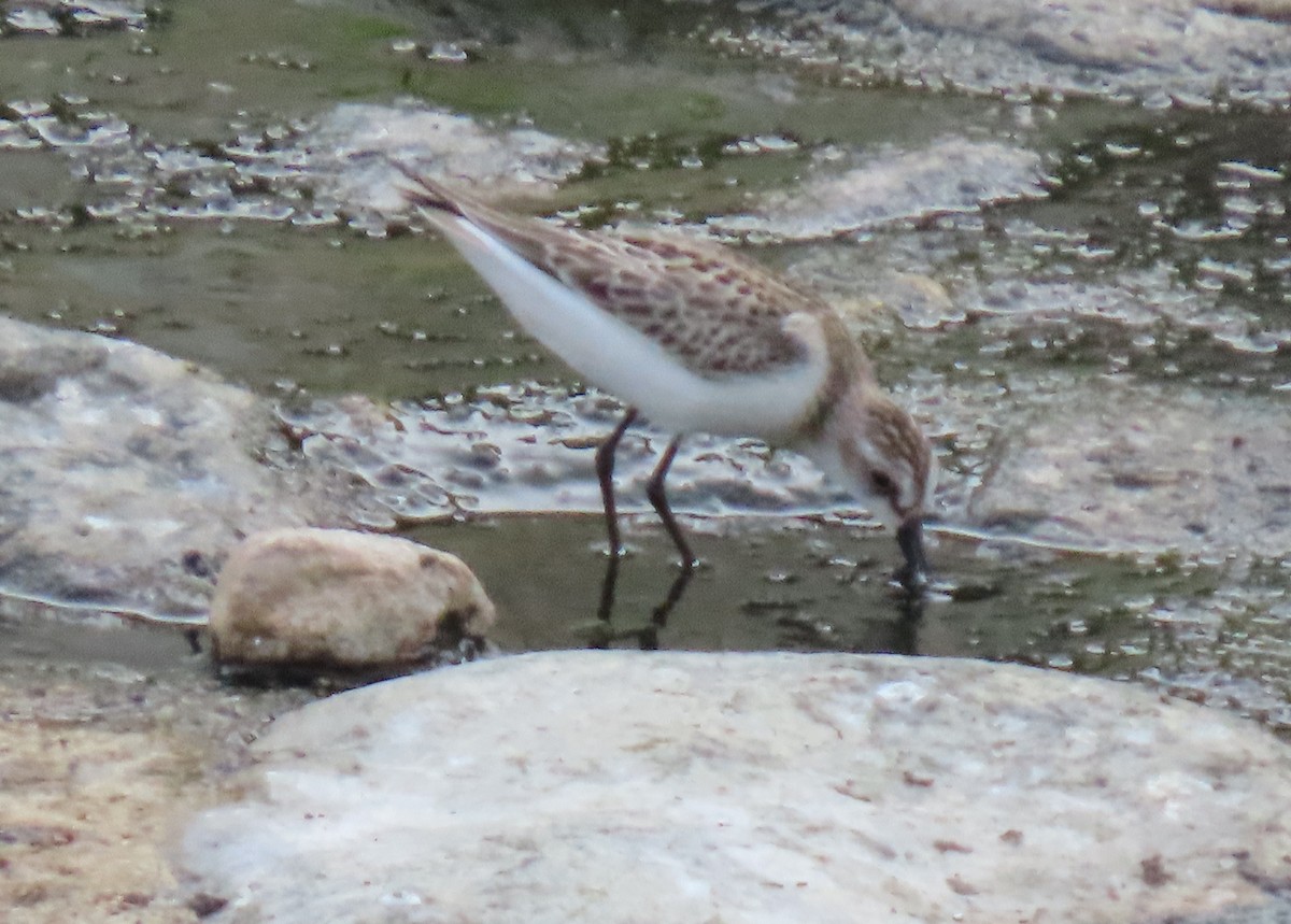 Semipalmated Sandpiper - ML647100423