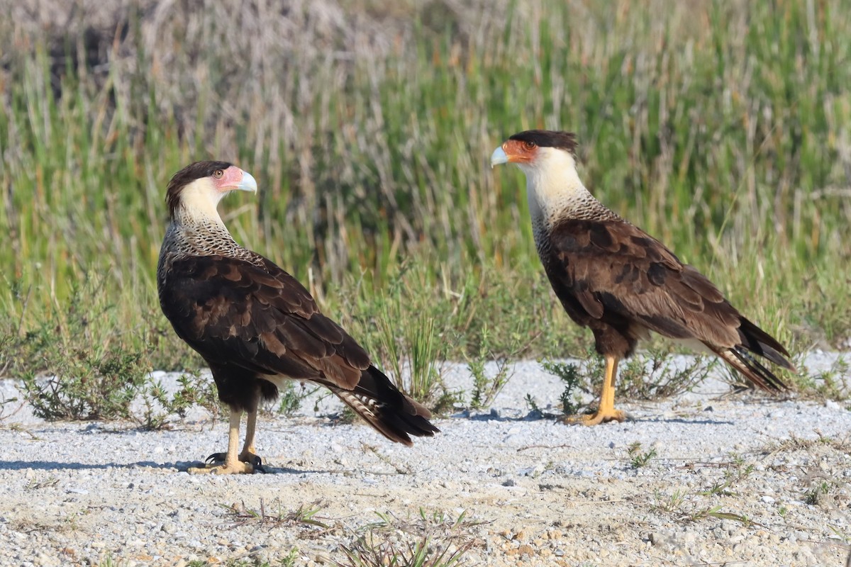 Crested Caracara - ML647100429