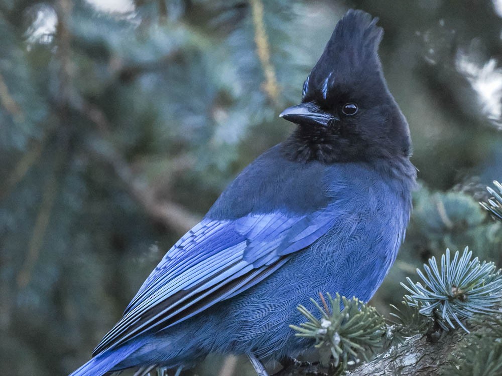 Steller's Jay - ML647100431