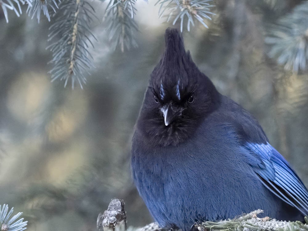 Steller's Jay - ML647100432
